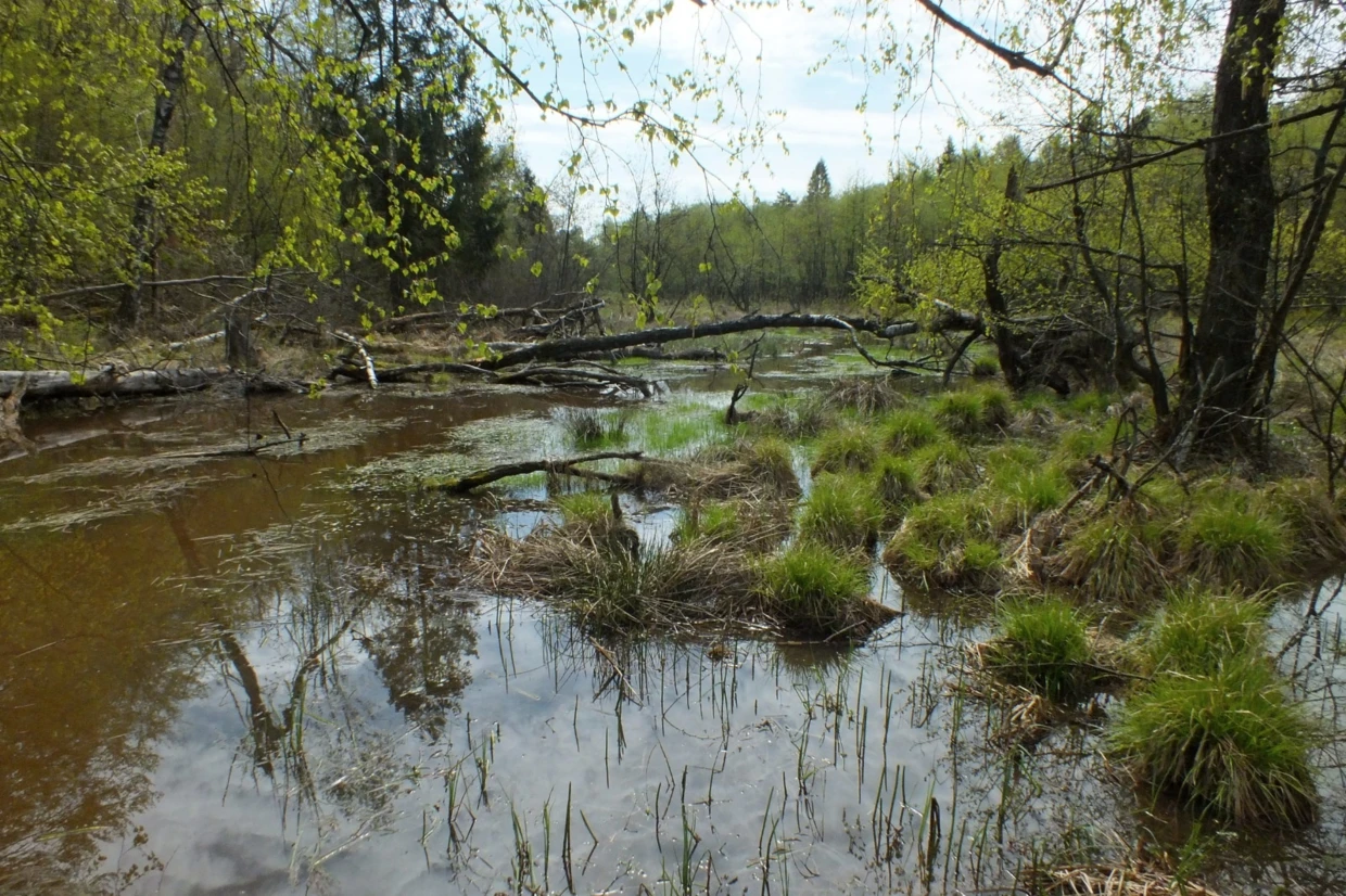 Rezerwat Źródliska Wisłoki (3)