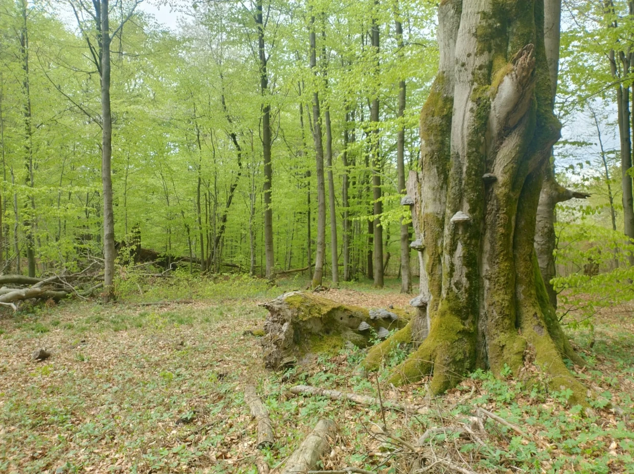 Rezerwat Źródliska Wisłoki (4)