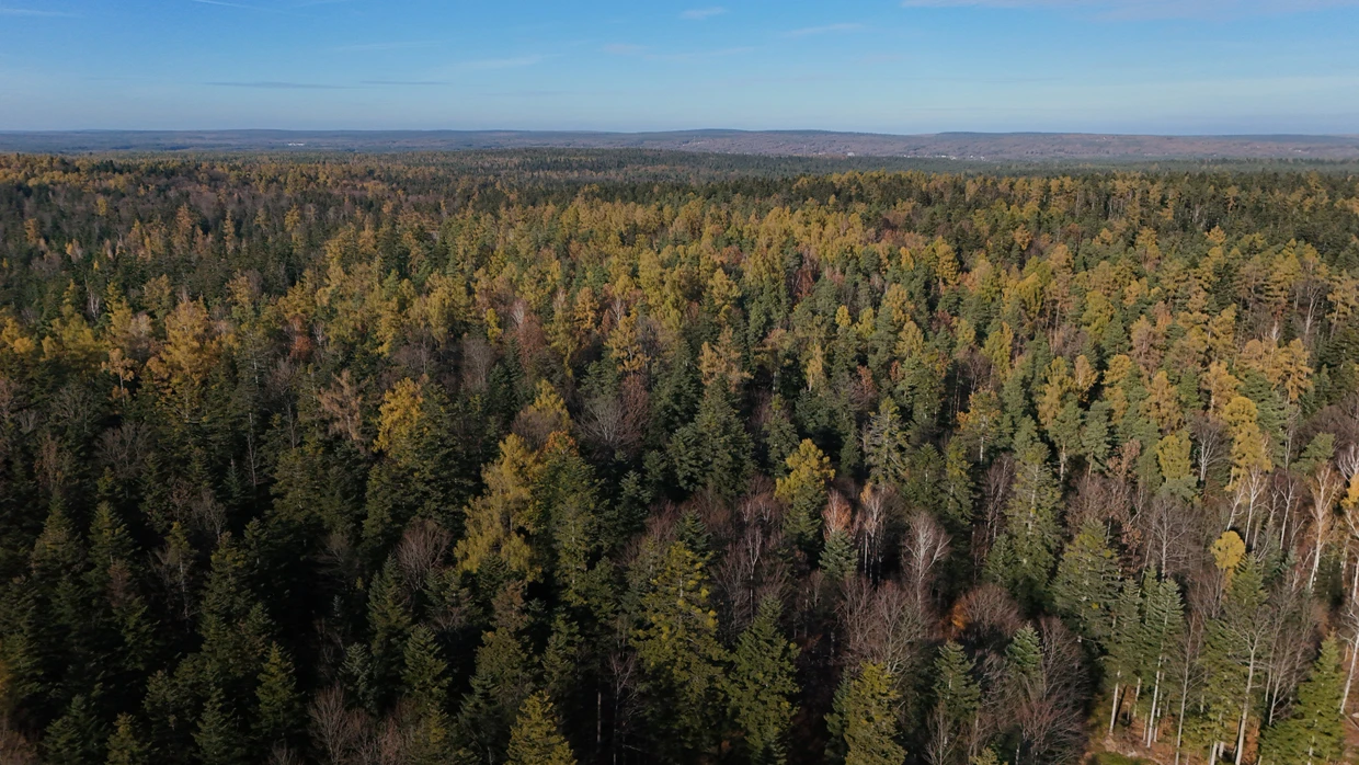 Bliżyńskie Lasy Naturalne, fot. archiwum Pracowni na rzecz Wszystkich Istot (2)