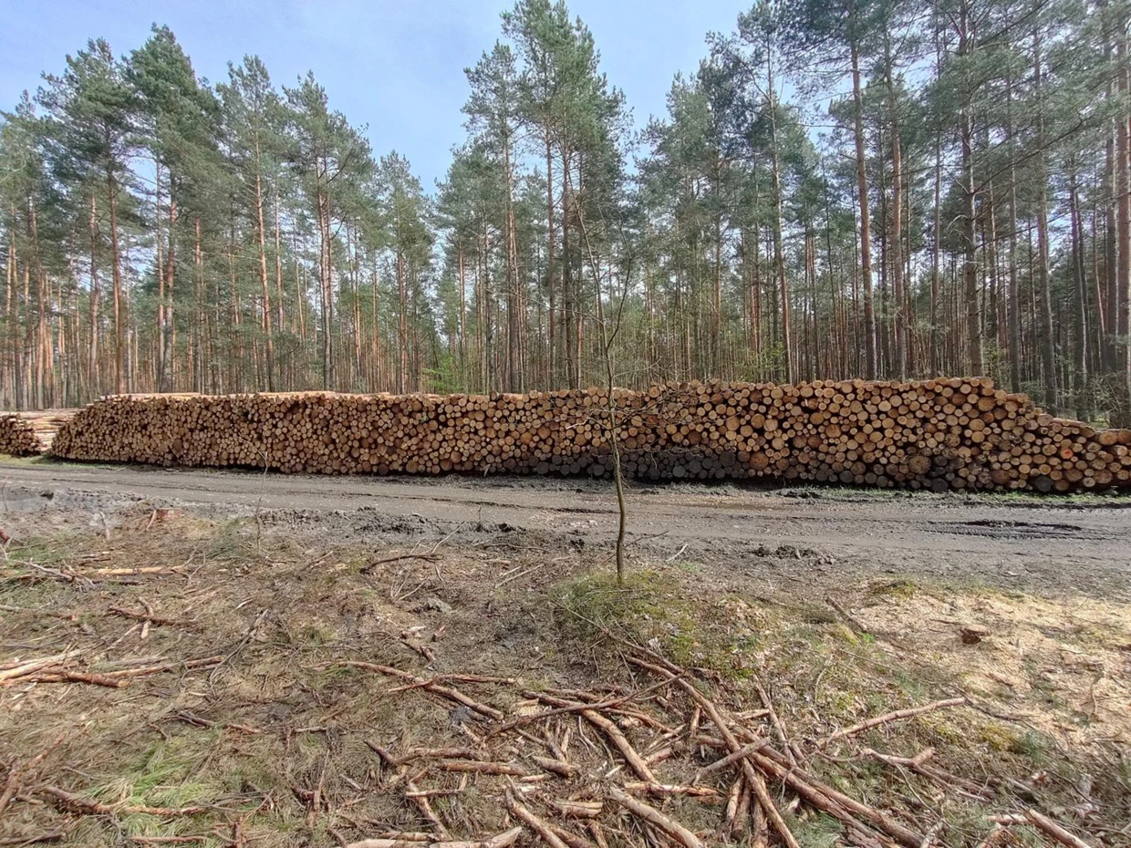 Nadleśnictwo Chrzanów, Rezerwat Dolina Żabnika Fot. Stowarzyszenie Zielone Jaworzno