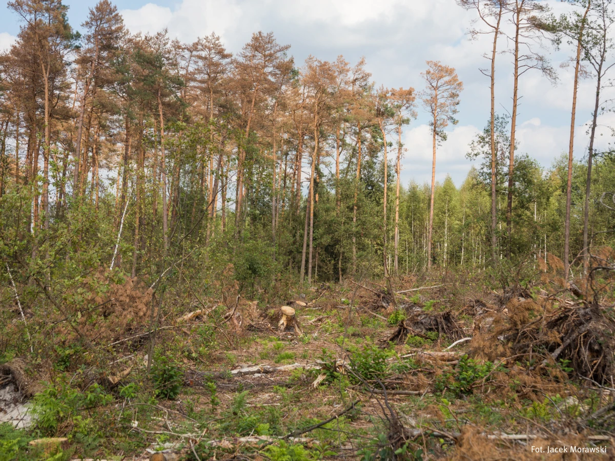 Największym zagrożeniem dla branży drzewno-leśnej pozostaje zmiana klimatu. Zdarzenia takie jak gradobicie z 14 lipca br.  zniszczyło 150 ha monokultury sosnowej w Nadleśnictwie Jędrzejów. Zdj. Jacek Morawski