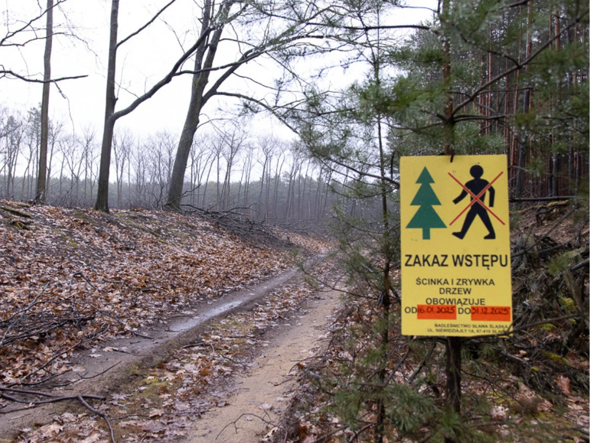 Wycinka w lesie tysiąca dębów. Fot. Zespół Las Energii Stop Wiatrakom