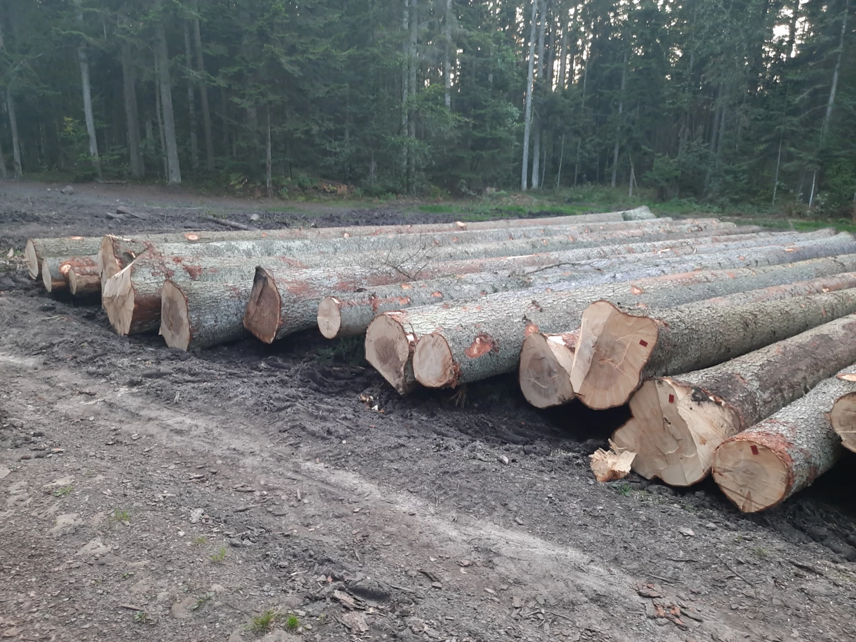 Nadleśnictwo Suchedniów, na zdjęciu wycinka ponadstuletnich jodeł, część drzew nie jest ocechowana, zdjęcie wykonano 10 września (niedziela) o godz. 18:30, Zgodnie z prawem kłody powinny dostać asygnatę zaraz po wycince, Fot. Pracownia na rzecz Wszystkich Istot