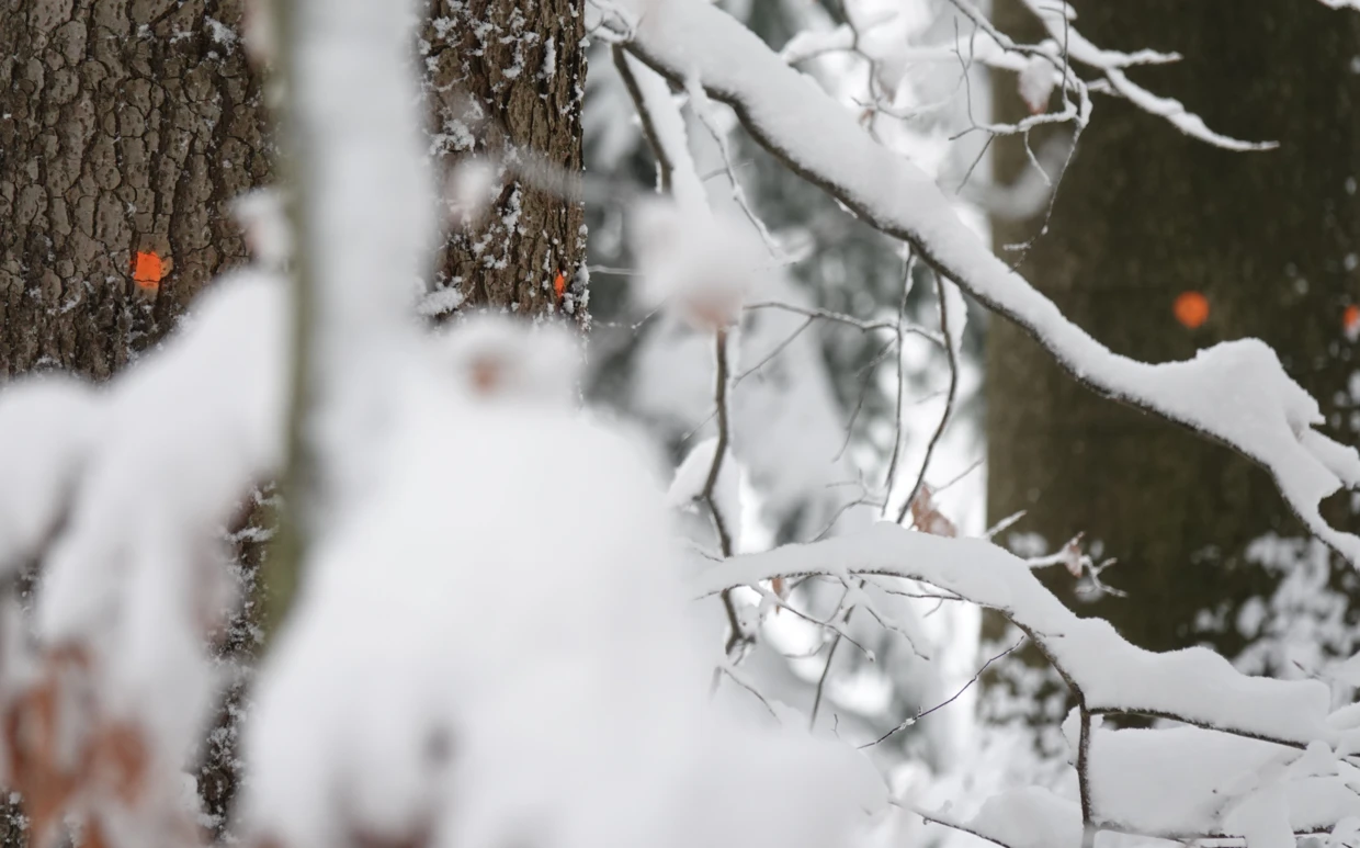Drzewa przeznaczone do wycinki w Rysim Lesie. Fot. A.Zbrożek