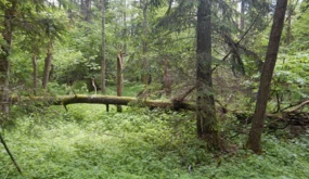 Naturalne odnowienie świerka w rezerwacie Wysokie Bagno po gradacji kornika drukarza