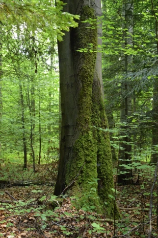 Bliżyńskie Lasy Naturalne, fot. archiwum Pracowni na rzecz Wszystkich Istot (5)