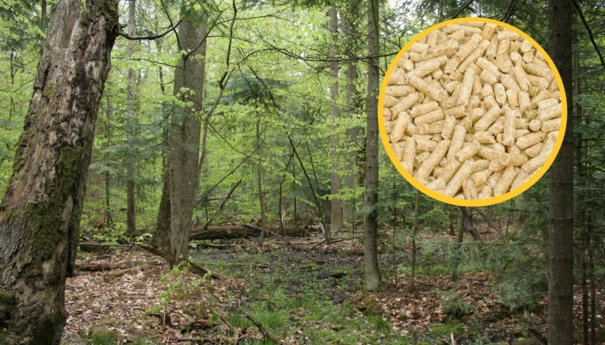 Ochrona lasów nie odpowiada za kryzys pelletowy