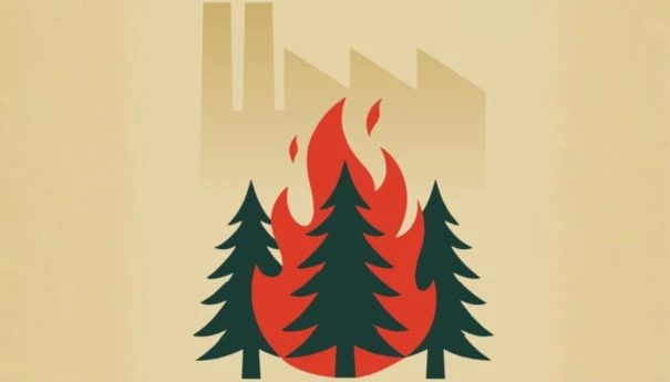 Biomasa drzewna w energetyce