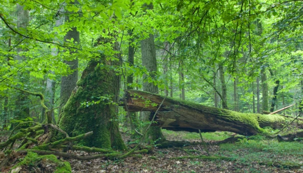 Puszcza Białowieska