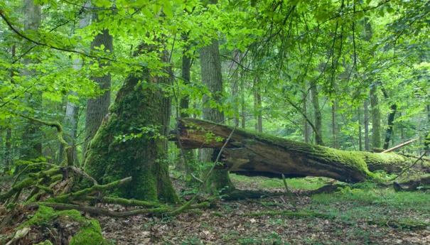 Puszcza_Białowieska