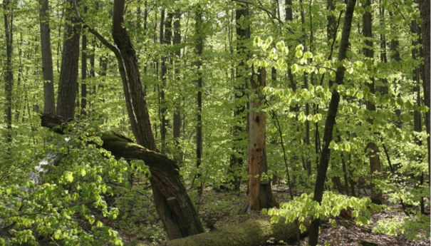 Bliżyńskie Lasy Naturalne