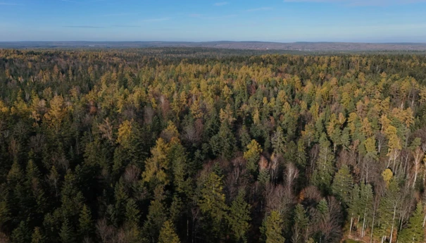 2025-06-41-Blizynskie-Lasy-Naturalne-Fot.Archiwum-Pracowni