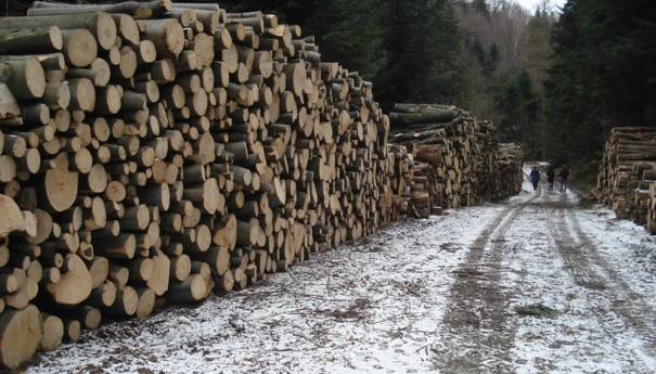 Lasy suchedniowskie – wycinki