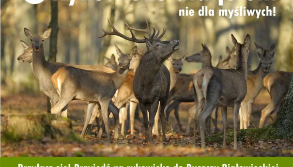 „Rykowisko dla jeleni, nie dla myśliwych” to społeczna kampania mająca na celu promocję rykowiska...