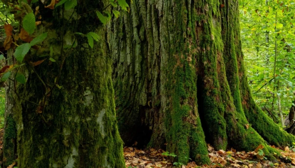 Puszcza Białowieska 