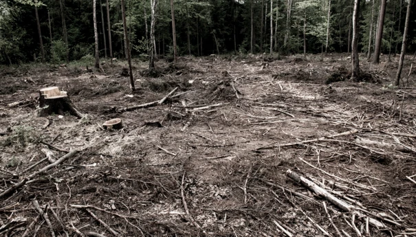 Puszcza_Bialowieska_wycinki