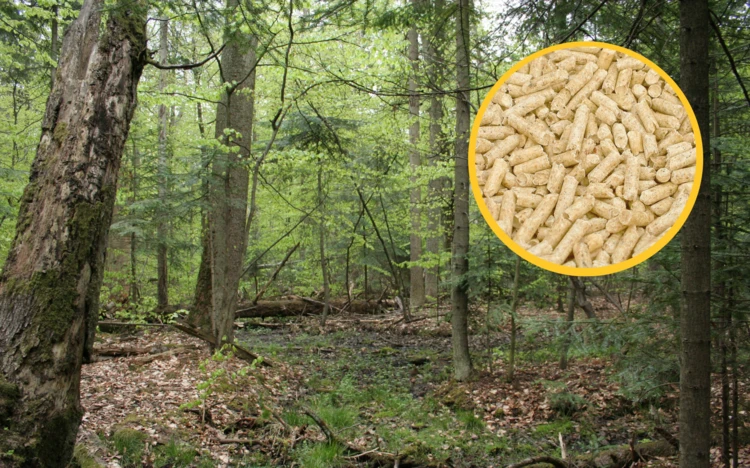 Ochrona lasów nie odpowiada za kryzys pelletowy