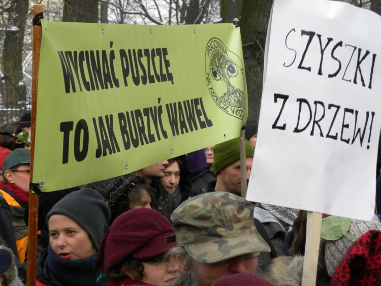 Wycinać Puszczę to jak burzyć Wawel. Fot. Wojciech Bartos