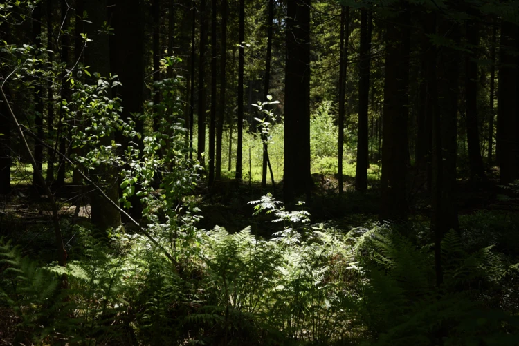 Bliżyńskie Lasy Naturalne, fot. archiwum Pracowni na rzecz Wszystkich Istot (3)