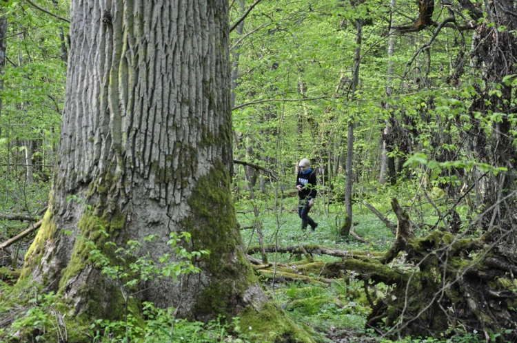 puszcza-bialowieska-olbrzymy-3.jpg