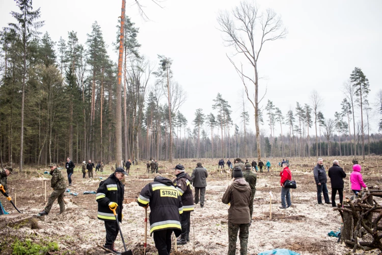 puszcza-sadzenie-fot-krzysztof-pacholak-greenpeace-01.jpg