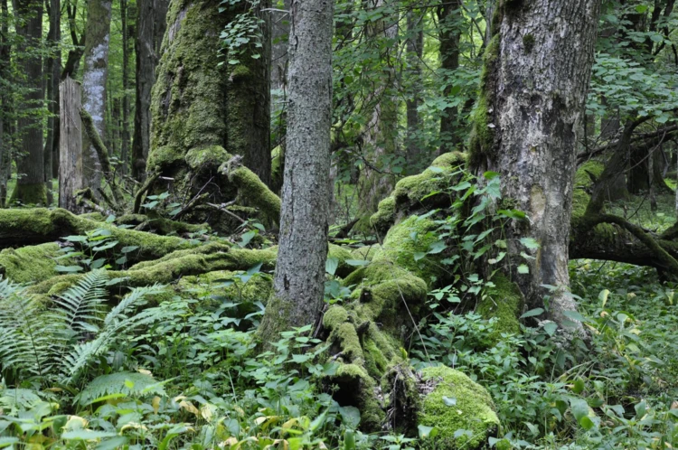 Puszcza-Bialowieska-Fot.Beata-Hyzy-Czolpinska