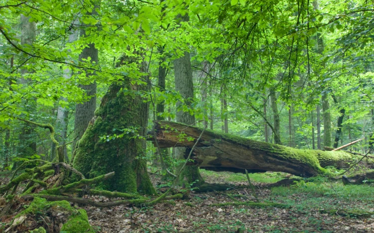 Puszcza Białowieska