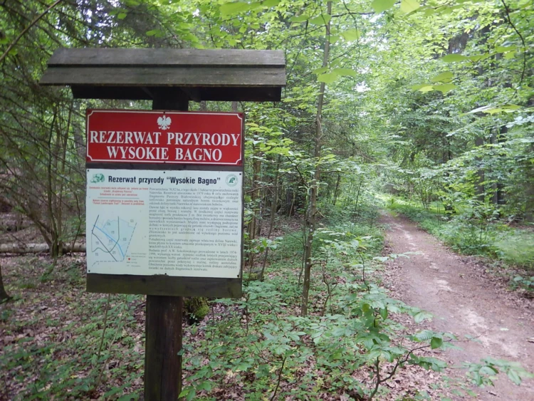 Naturalne odnowienie świerka w rezerwacie Wysokie Bagno po gradacji kornika drukarza