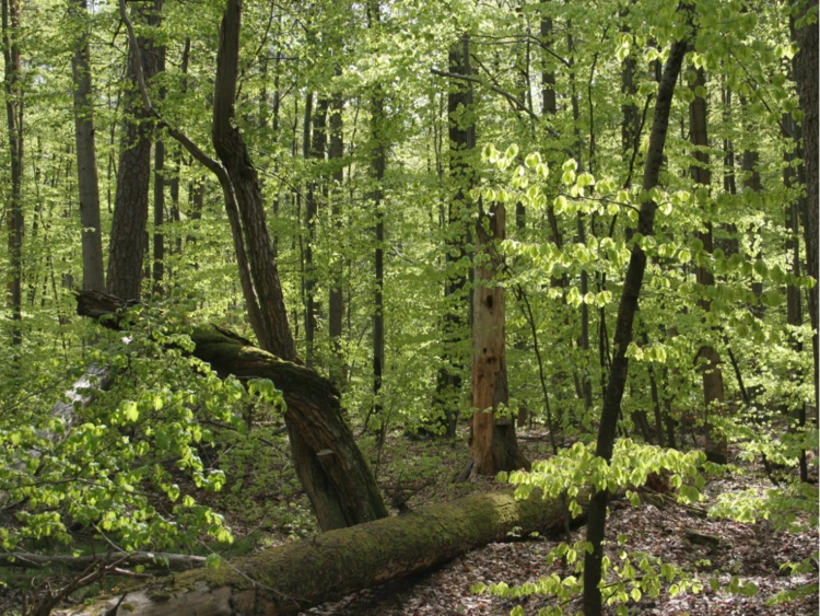 Bliżyńskie Lasy Naturalne