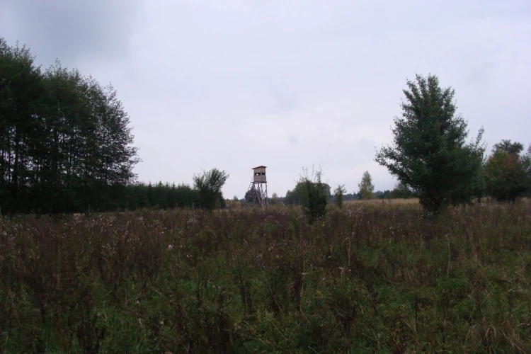 Polana w Teremiskach – wieczorny patrol. Fot. Weronika Świderska