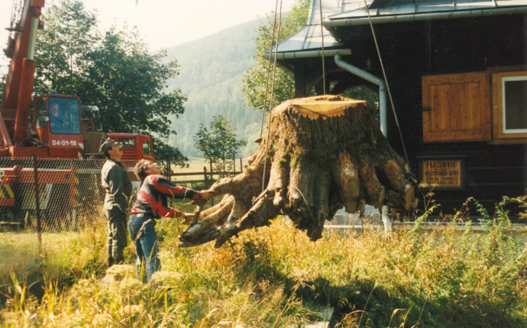 Puszcza Białowieska Warszawa, 1994, pień