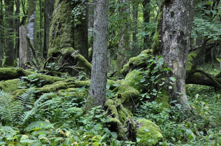 puszcza-bialowieska-fot-beata-hyzy-czolpinska-norm.jpg