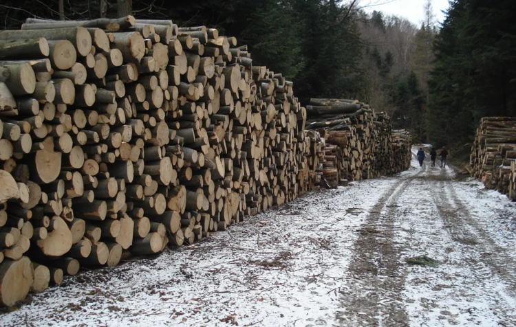 Lasy suchedniowskie – wycinki