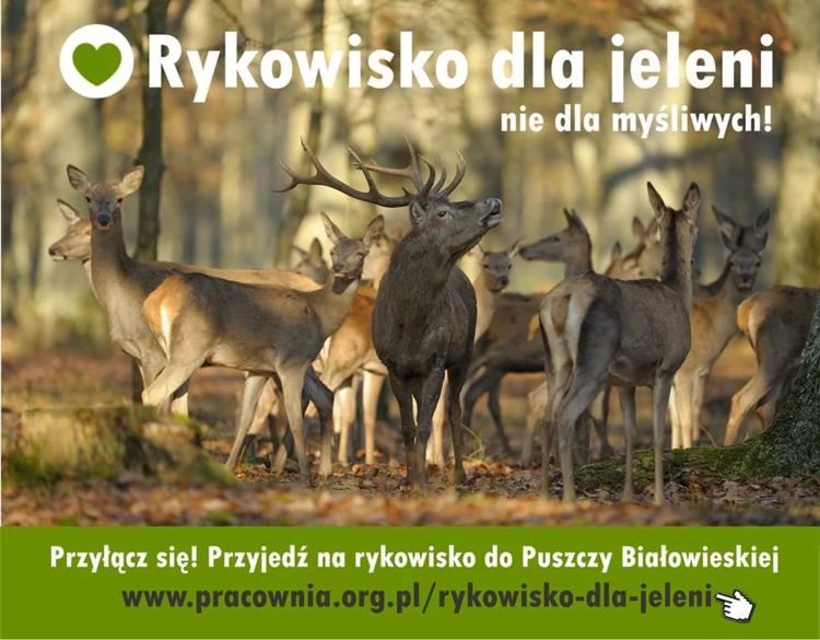„Rykowisko dla jeleni, nie dla myśliwych” to społeczna kampania mająca na celu promocję rykowiska...