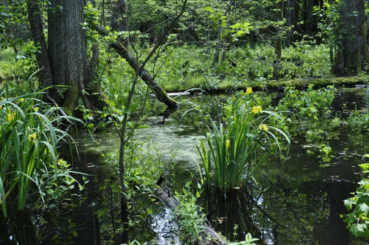 puszcza-bialowieska-krajobrazy-2.jpg