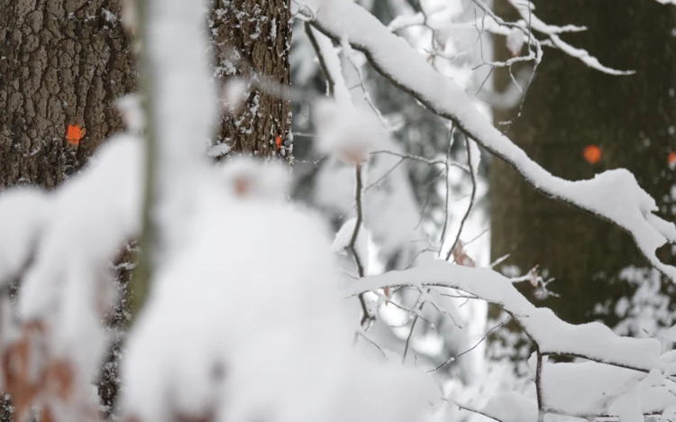 Drzewa przeznaczone do wycinki w Rysim Lesie. Fot. A.Zbrożek