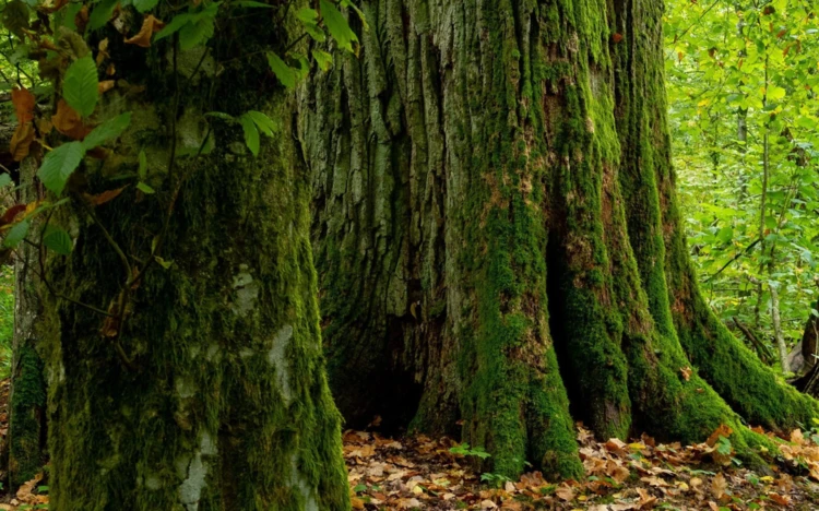 Puszcza Białowieska 
