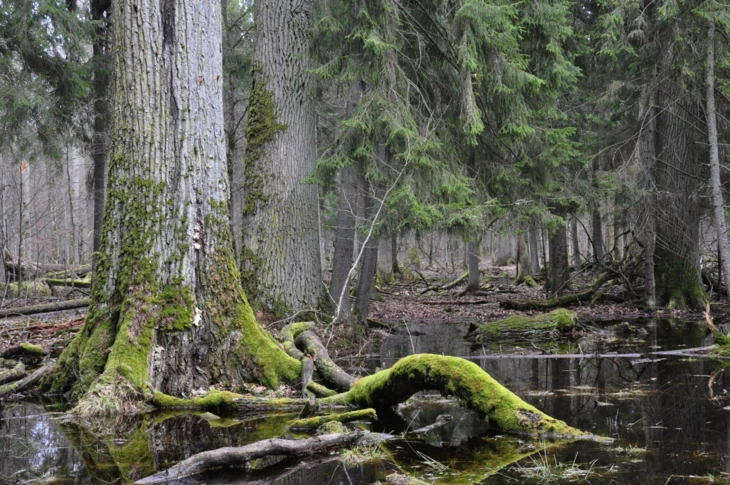 Puszcza Białowieska Fot. Janusz Korbel
