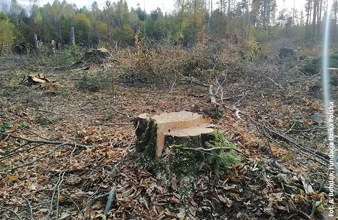 nadlesnictwo-browsk-ciecia-pazdziernik-2021-fot-adam-bogdan-674x440.jpg