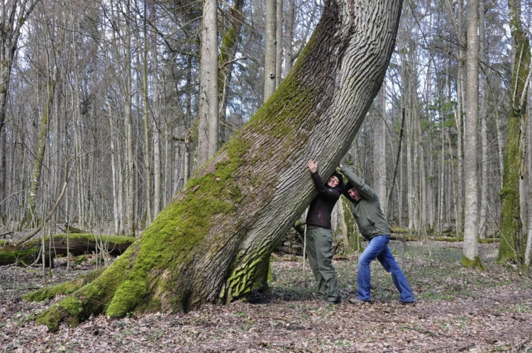 puszcza-bialowieska-olbrzymy-2.jpg