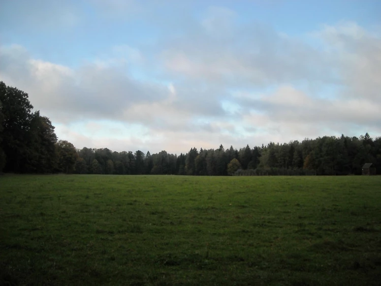 Puszczańska polana. Fot. Łukasz Synowiecki