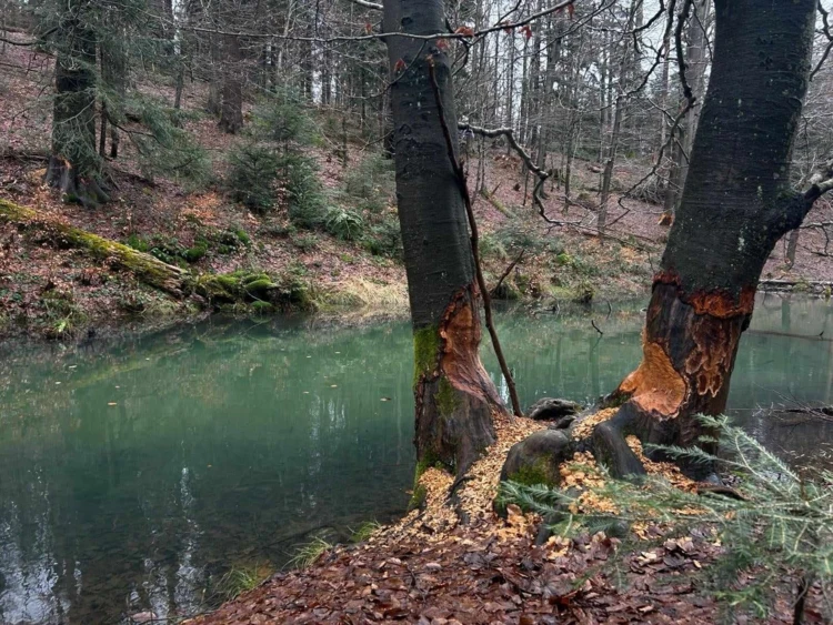 Rezerwat Źródliska Wisłoki (2)