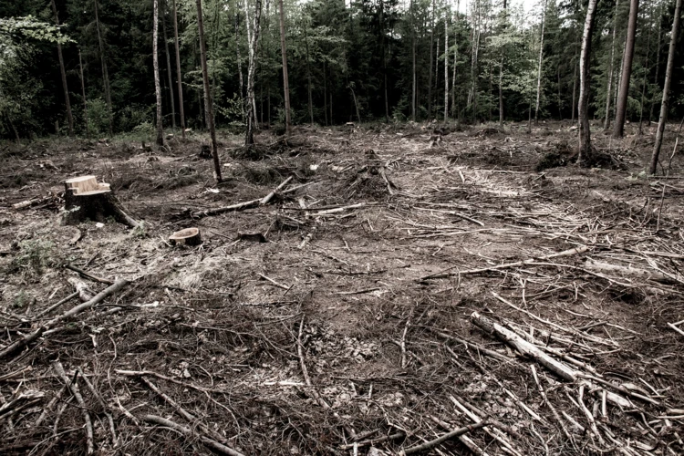 Puszcza_Bialowieska_wycinki